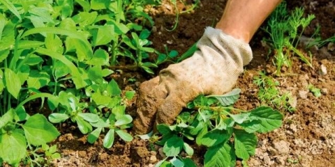 Suzbijanje korova narodni lijekovi